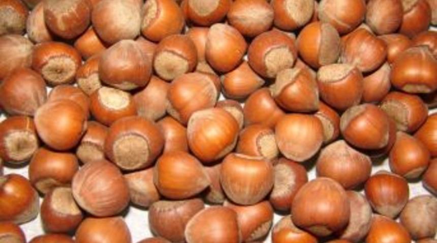 Fındık Fiyatı rekor kırdı