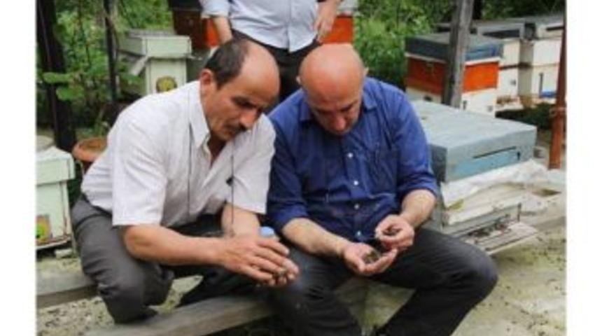 Arı &ouml;l&uuml;mleri &uuml;zerine bakanlık harekete ge&ccedil;ti