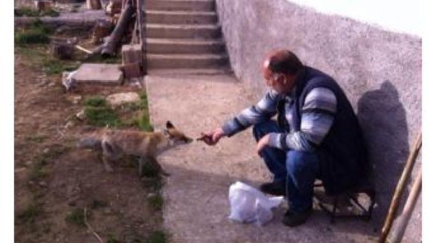 Sivas&rsquo;ta İnsanlarla İ&ccedil; İ&ccedil;e Yaşayan Tilki Şaşırtıyor