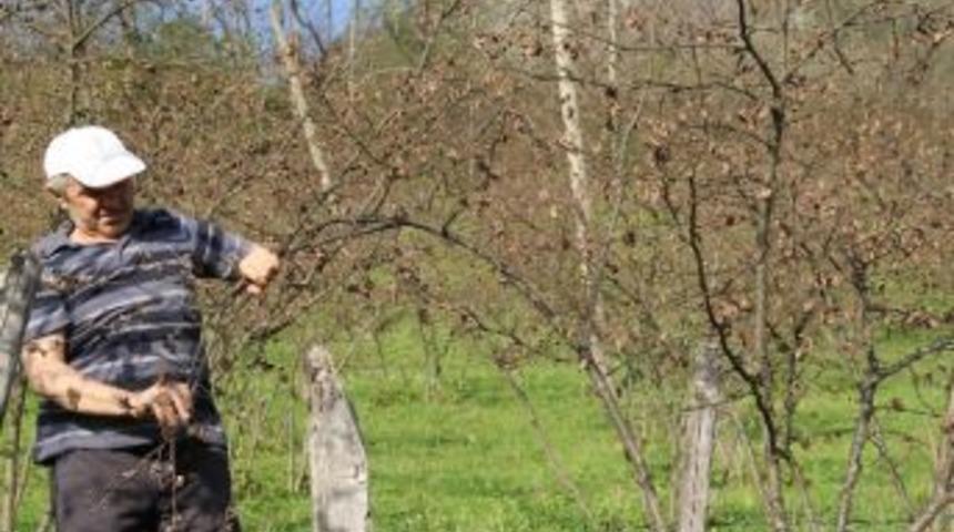 Fındık &Uuml;reticisinin Bor&ccedil;ları Ertelenecek