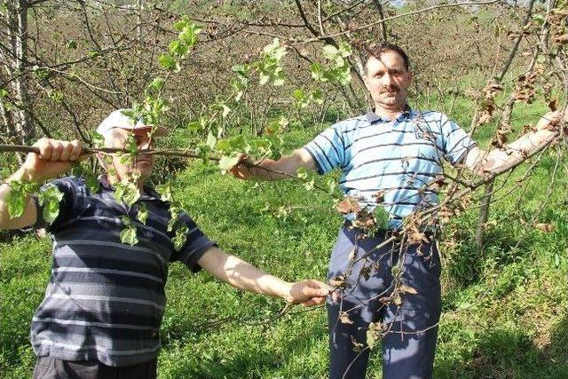 Zirai Dondan Etkilenmeyen Fındık Çeşidi Üreticileri Umutlandırdı