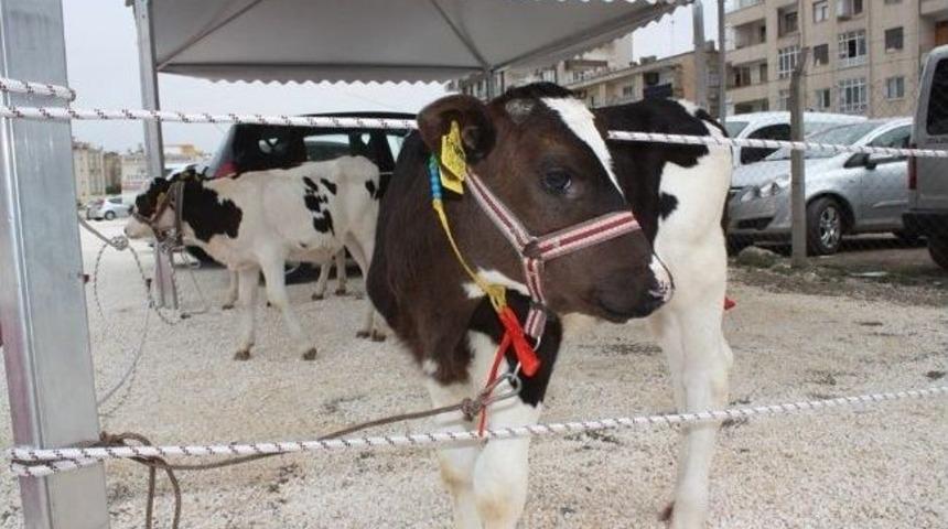 Şanlıurfa'da Buzağı G&uuml;zellik Yarışması