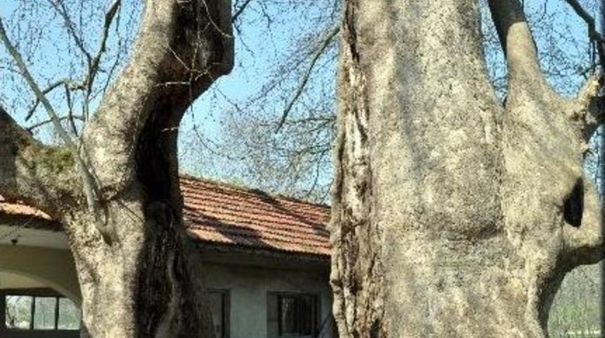 700 Yıllır Cınar Ağacı