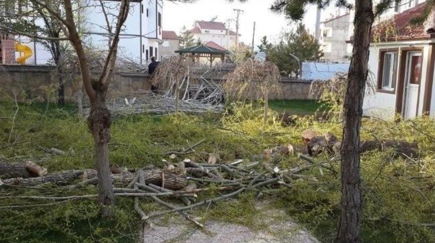 Bu İl&ccedil;edeki T&uuml;m S&ouml;g&uuml;t Ve Kavak Ağa&ccedil;ları Kesiliyor