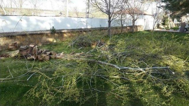 Bu İlçedeki Tüm Sögüt Ve Kavak Ağaçları Kesiliyor