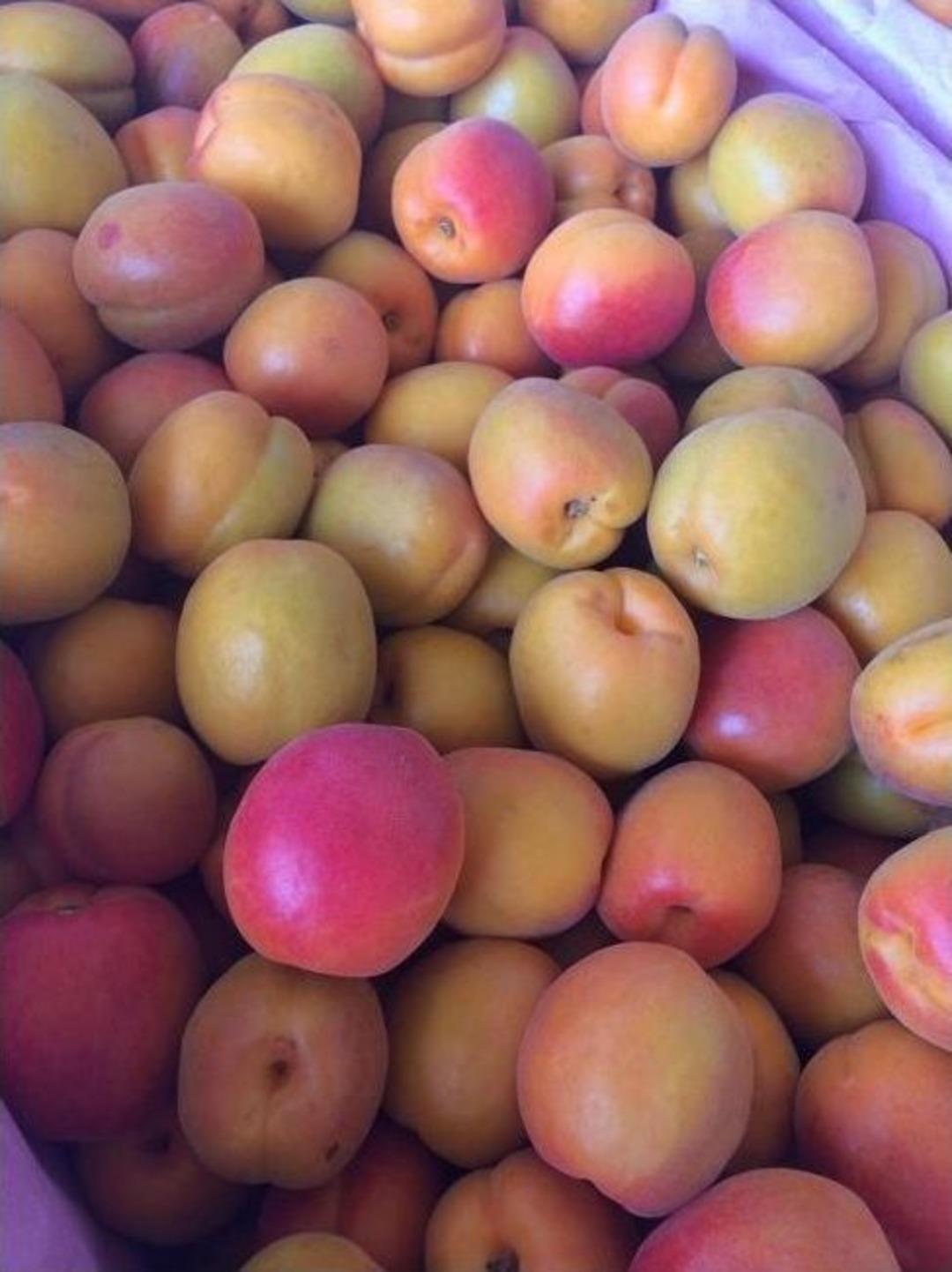 Mut&rsquo;ta Kayısı Altın Yılını Yaşıyor