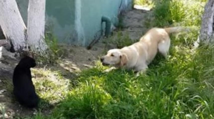 (&ouml;zel Haber) Tekir'den Korkan K&ouml;pek Ka&ccedil;tı