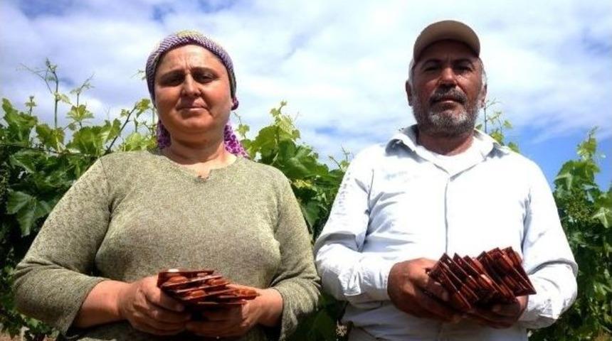 Salkım G&uuml;vesine Karşı Japon Tuzağı &Ouml;nlemi