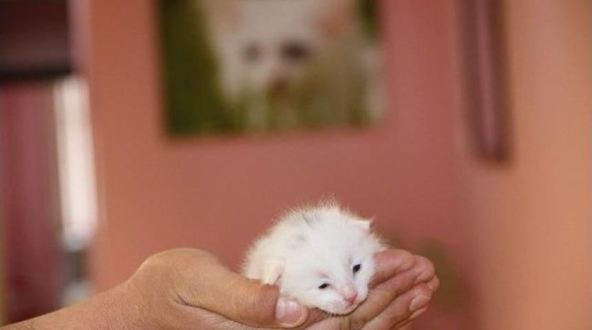 Van Kedilerinde Doğum D&ouml;nemi