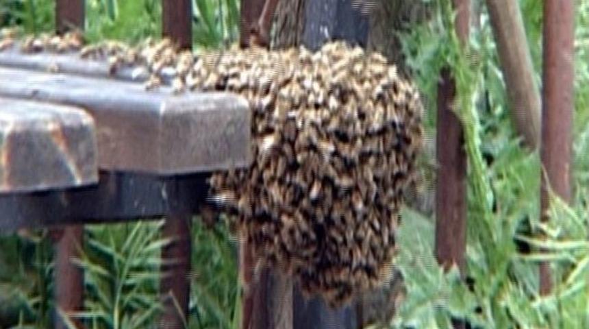 (&ouml;zel Haber) Bandırma'da Arı Paniği