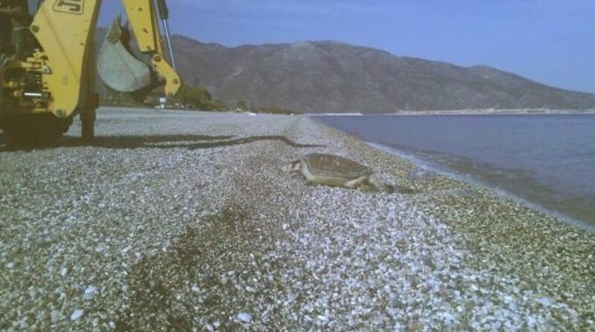 Caretta Caretta &Ouml;l&uuml;s&uuml; Sahile Vurdu