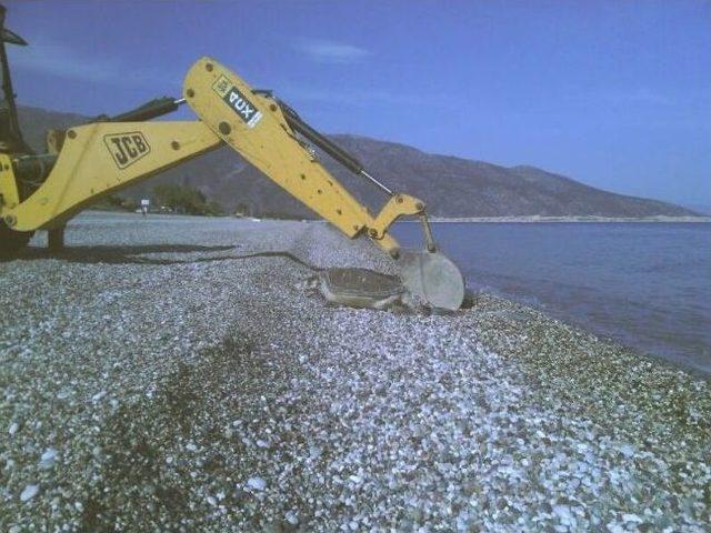 Caretta Caretta Ölüsü Sahile Vurdu