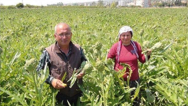 (özel Haber) Enginarın Çöpü De Para Ediyor