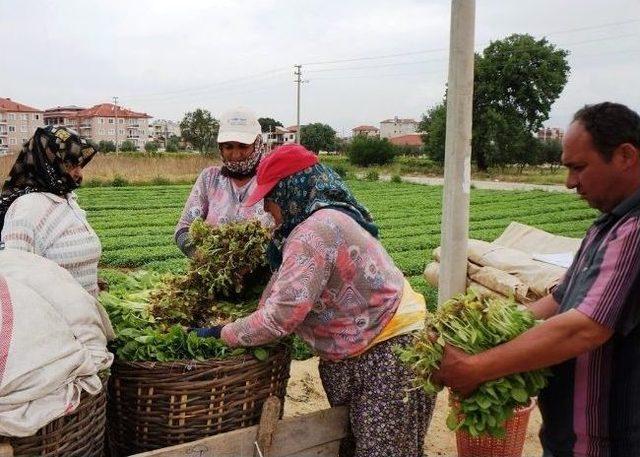 Sarıgöl’de Tütün Fidecileri Dertli