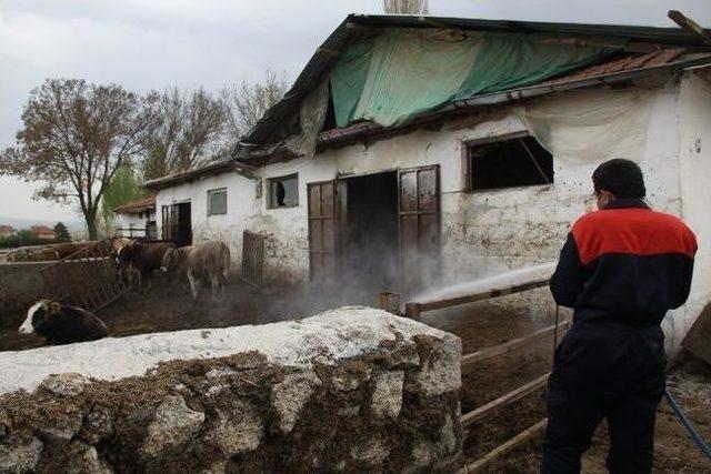 Çubuk'ta Haşereyle Mücadele Başladı