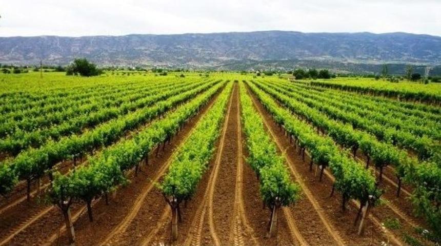 Sarıg&ouml;l&rsquo;deki &Uuml;z&uuml;m Bağlarında Temizlik Harekatı