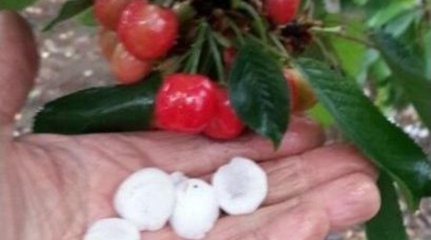 Dolu Kirazı Vurdu