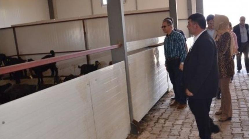 Vali Tapsız, Kilis Ke&ccedil;i S&uuml;t&uuml; &Uuml;retim Tesisini Ziyaret Etti