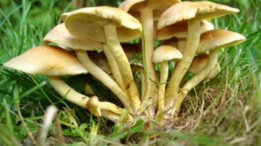 Mantar T&uuml;ketimine Dikkat