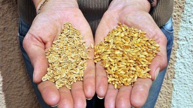 Dünya Buğday Üretimi Sarı Pas Tehdidi Altında