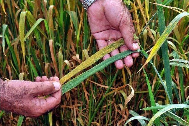 Dünya Buğday Üretimi Sarı Pas Tehdidi Altında