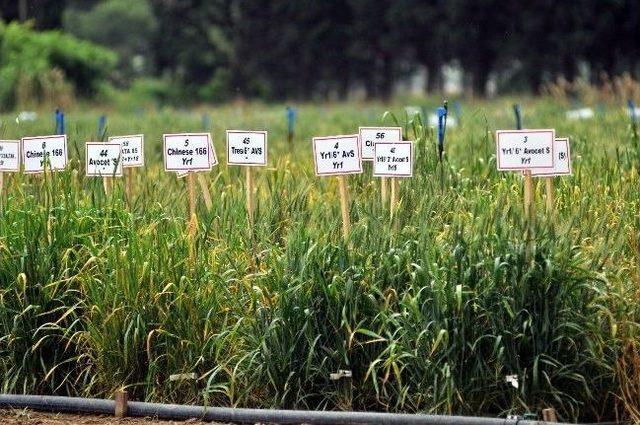 Dünya Buğday Üretimi Sarı Pas Tehdidi Altında