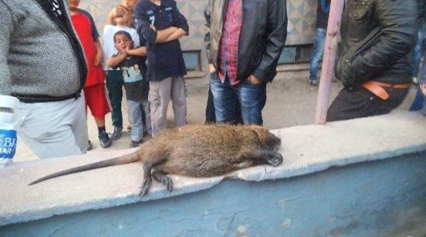 Su Maymununu Fare Zannettiler