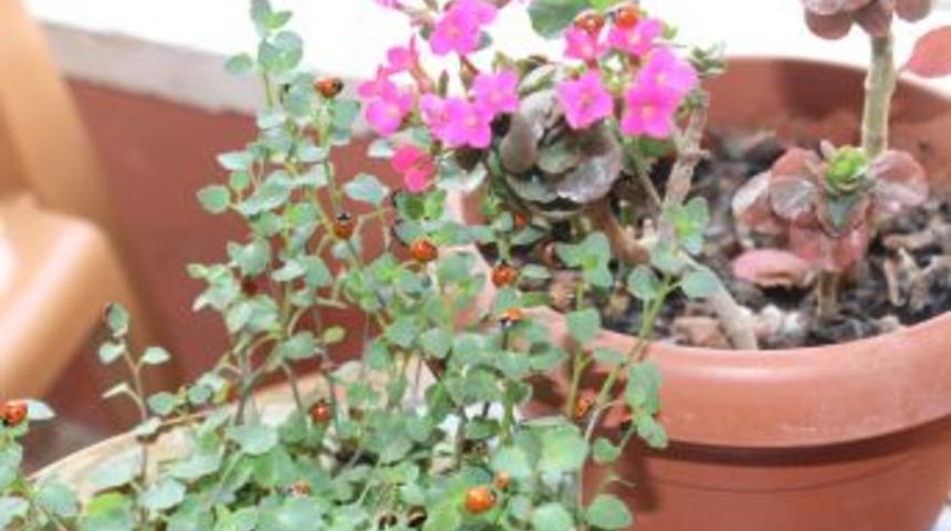 "Binlerce uğur b&ouml;ceği reyhanlı'da bir arada"