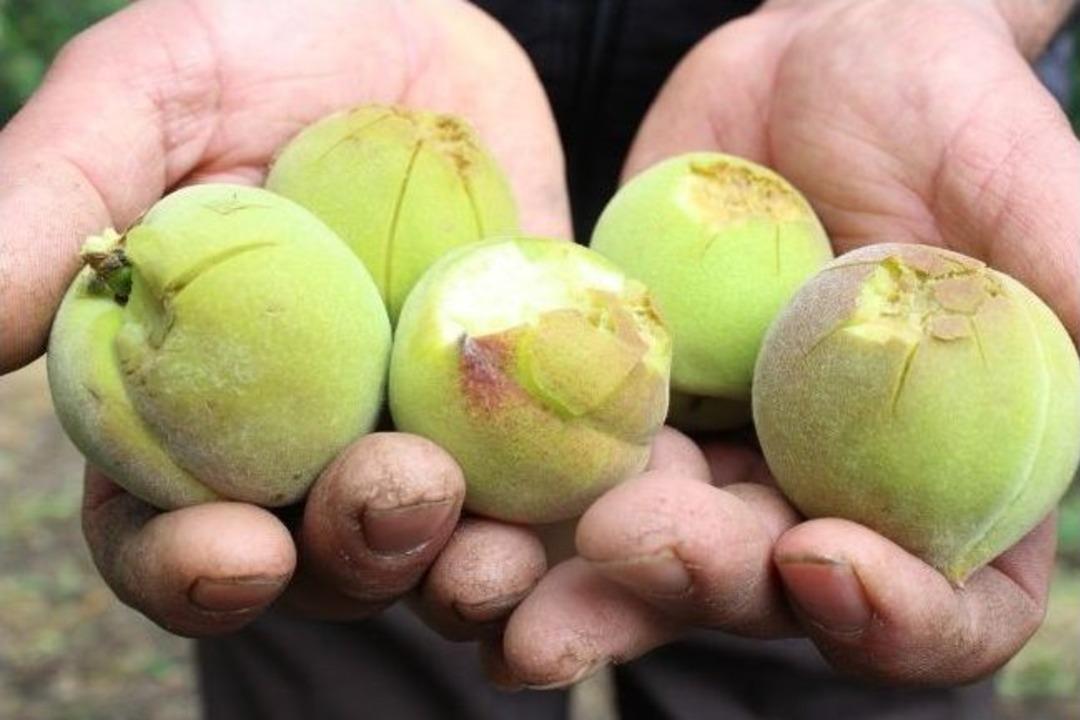 Bin Bir Emekle &Uuml;retilen &Uuml;r&uuml;nler Dalından Koparılmadan Elde Kaldı