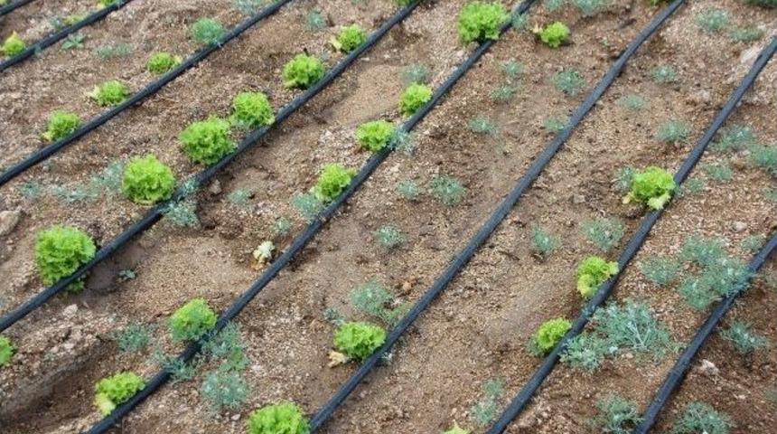(&ouml;zel Haber) &Ccedil;altı'da K&ouml;yl&uuml;ler Su İ&ccedil;in Devletten Yardım Bekliyor