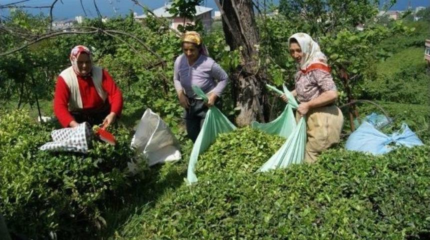 Giresun&rsquo;da Yaş &Ccedil;ay Sezonu A&ccedil;ıldı