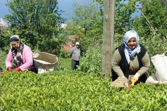 Giresun’da Yaş Çay Sezonu Açıldı