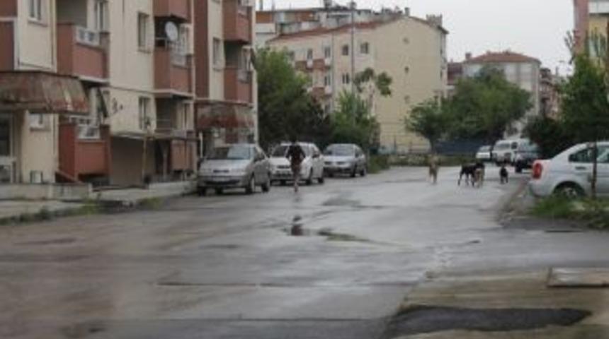 Edirne'de Başı Boş K&ouml;pek Alarmı