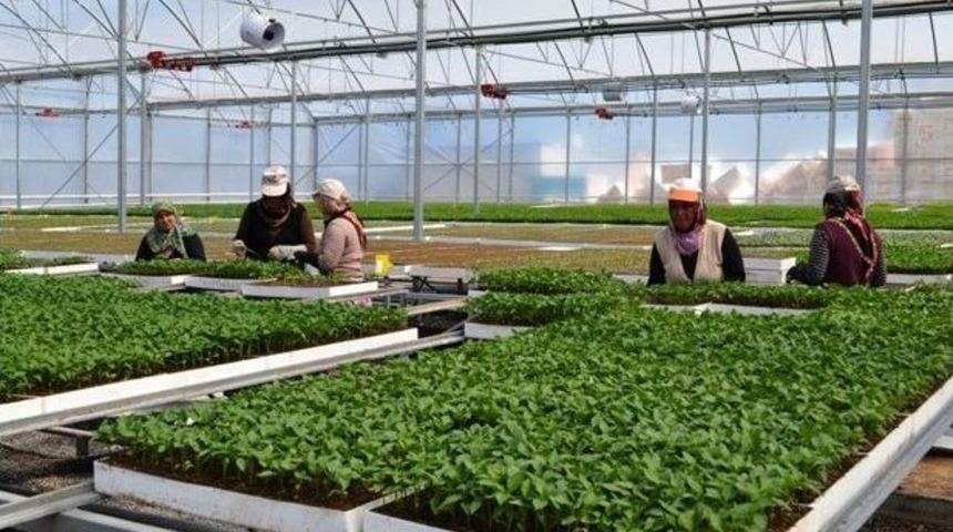 Bafra, Karadeniz&rsquo;in Sebze Fidesi &Uuml;ss&uuml; Oluyor