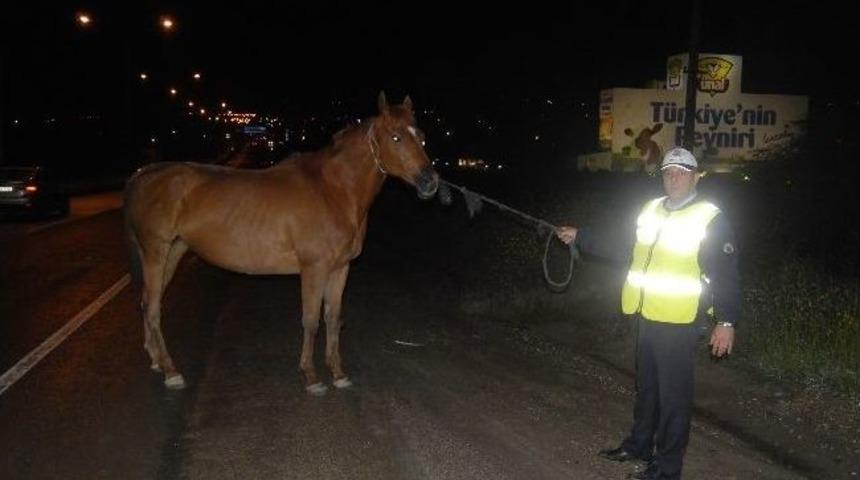 Yaralı At Trafiği Birbirine Kattı