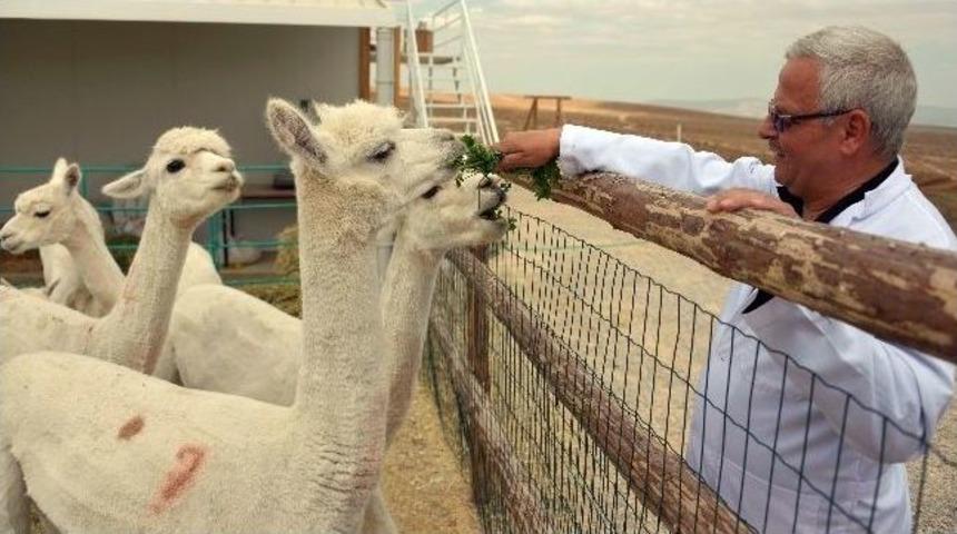 Alpakalar T&uuml;rkiye&rsquo;yi Sevdi