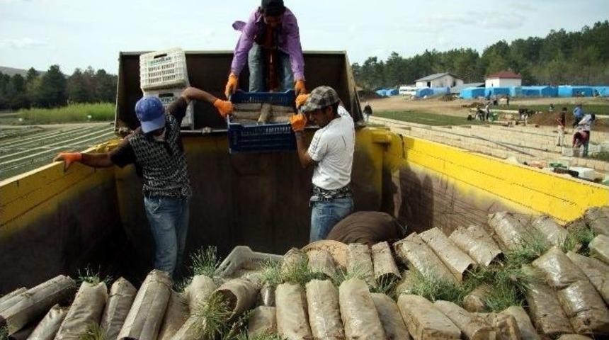 İl Özel İdaresi Ağaçlandırma Çalışmaları