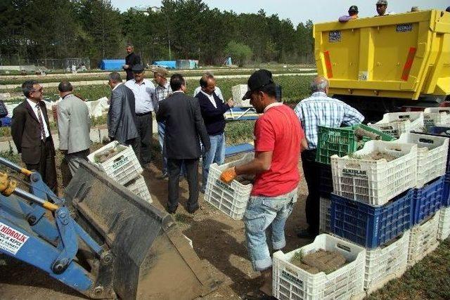 İl Özel İdaresi Ağaçlandırma Çalışmaları