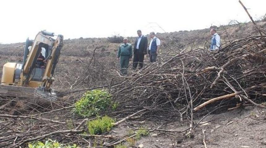 Yanan Sahalar Yeniden Ağaçlandırılacak