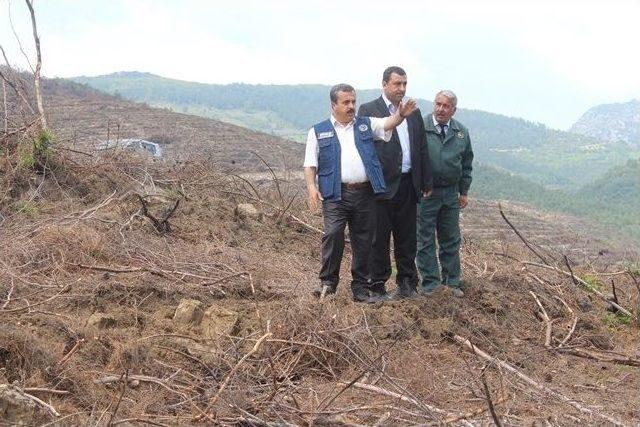 Yanan Sahalar Yeniden Ağaçlandırılacak