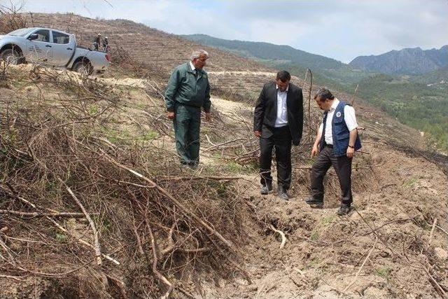 Yanan Sahalar Yeniden Ağaçlandırılacak