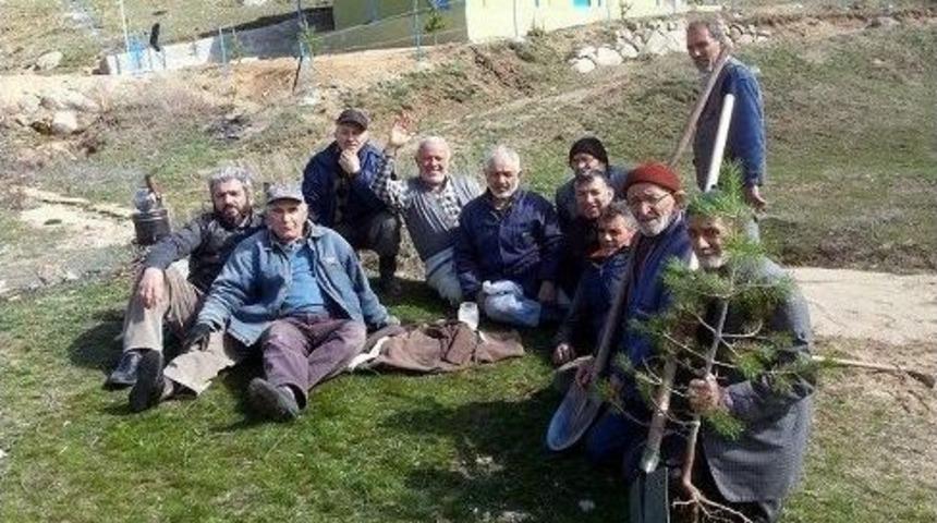 Koyulhisar&rsquo;da Ağa&ccedil;landırma &Ccedil;alışmaları