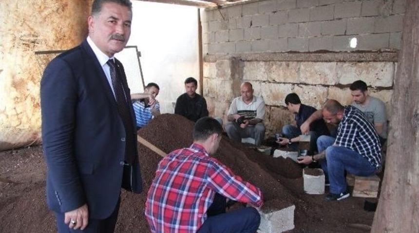 Eski H&uuml;k&uuml;ml&uuml;ler S&uuml;s Ağa&ccedil;&ccedil;ıkları Yetiştiriyor