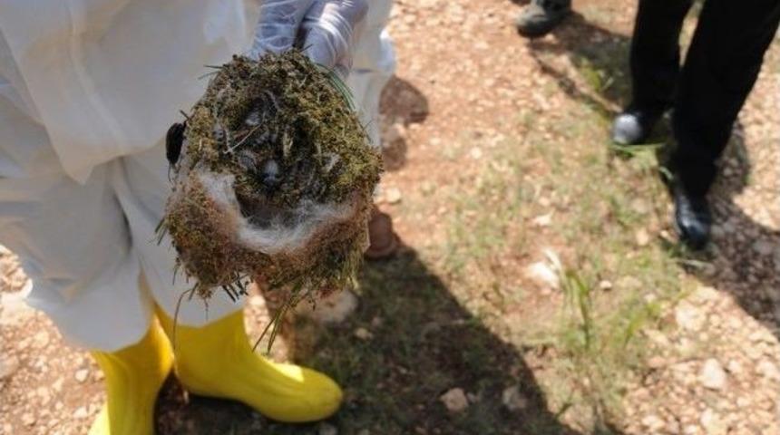 Predat&ouml;r B&ouml;cekler Ormana Salındı