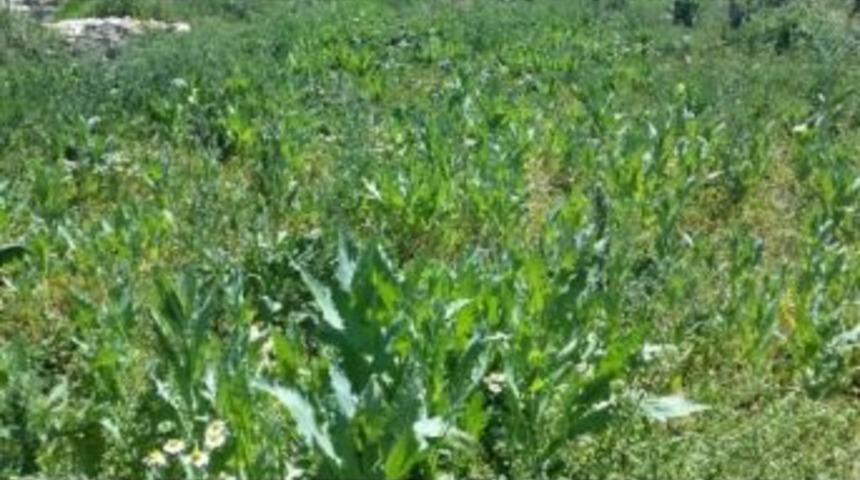 Jandarma 436 K&ouml;k Yasa Dışı Ekilmiş Haşhaş Ele Ge&ccedil;irdi