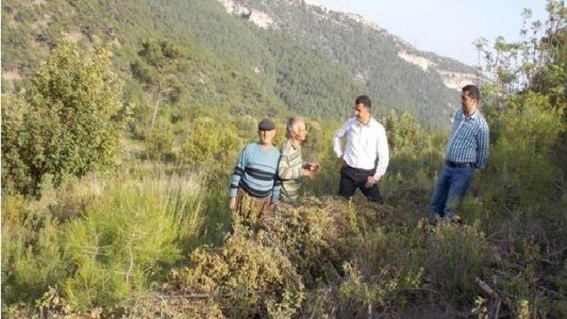 Köylüler Laden Bitkisinden Para Kazanıyor