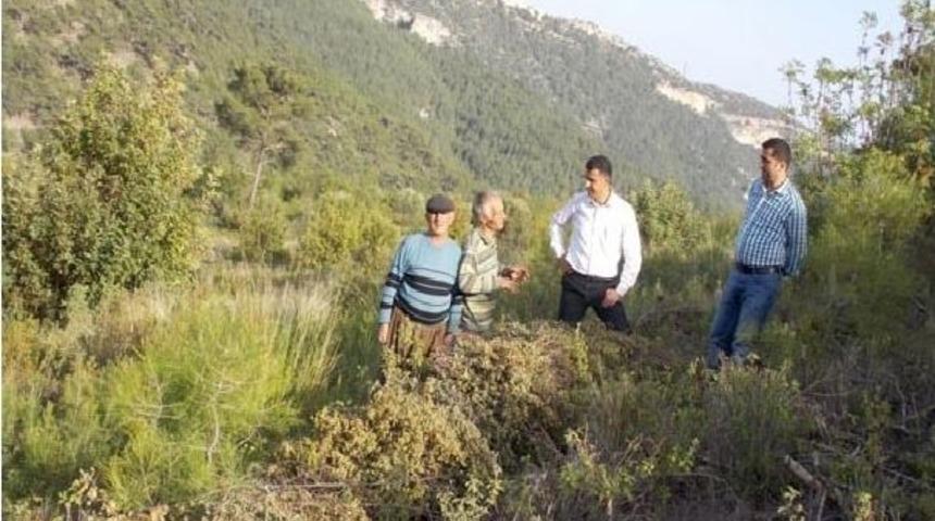 K&ouml;yl&uuml;ler Laden Bitkisinden Para Kazanıyor