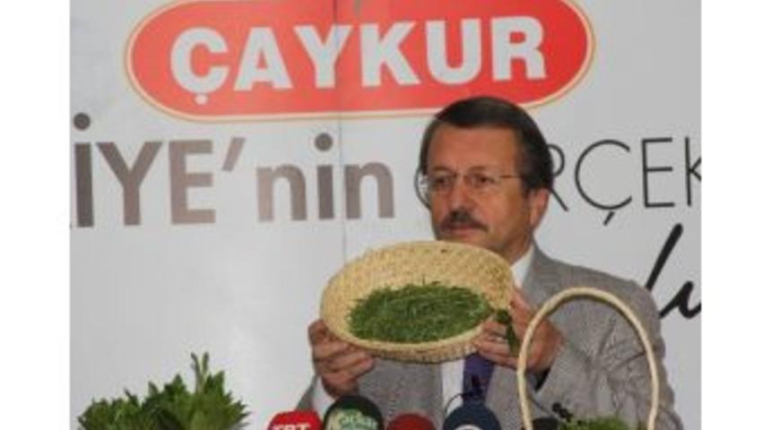 Çaykur Beyaz Çay İçin Tomurcuk Alımına Başladı