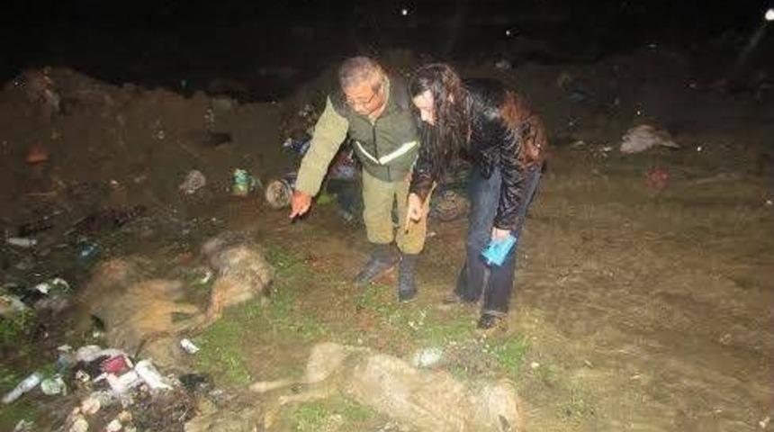 Han&ouml;n&uuml;&rsquo;nde K&ouml;pek Katliamı