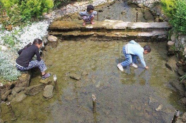 Çocukların Kurbağa İle İmtihanı